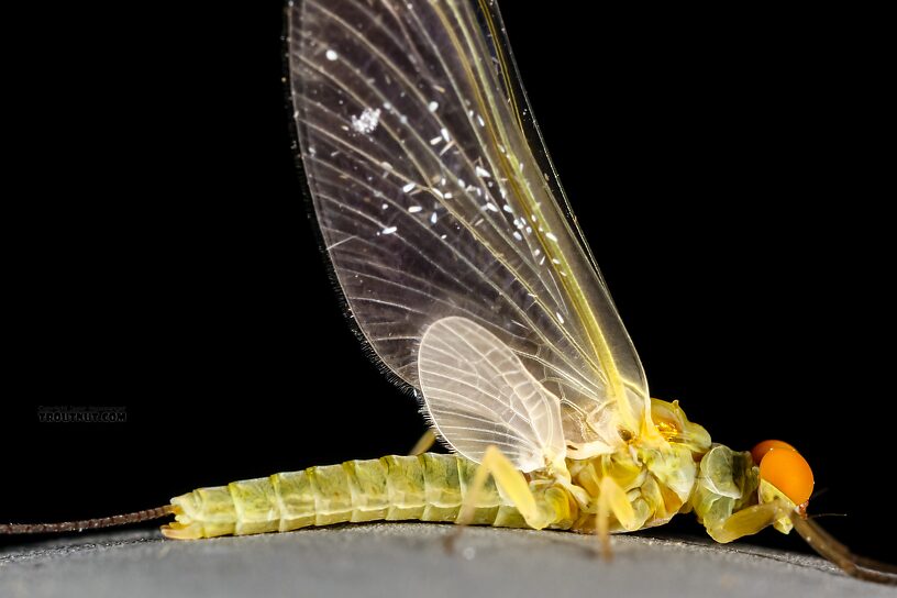 Male Ephemerella excrucians (Pale Morning Dun) Mayfly Dun from the Henry's Fork of the Snake River in Idaho