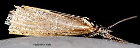 Lepidoptera (Moths) Insect Adult