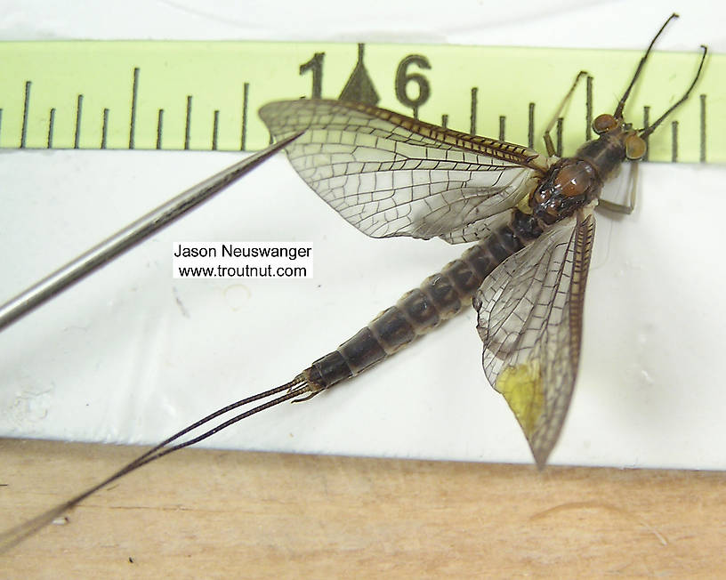 Male Hexagenia limbata (Hex) Mayfly Dun from unknown in Wisconsin