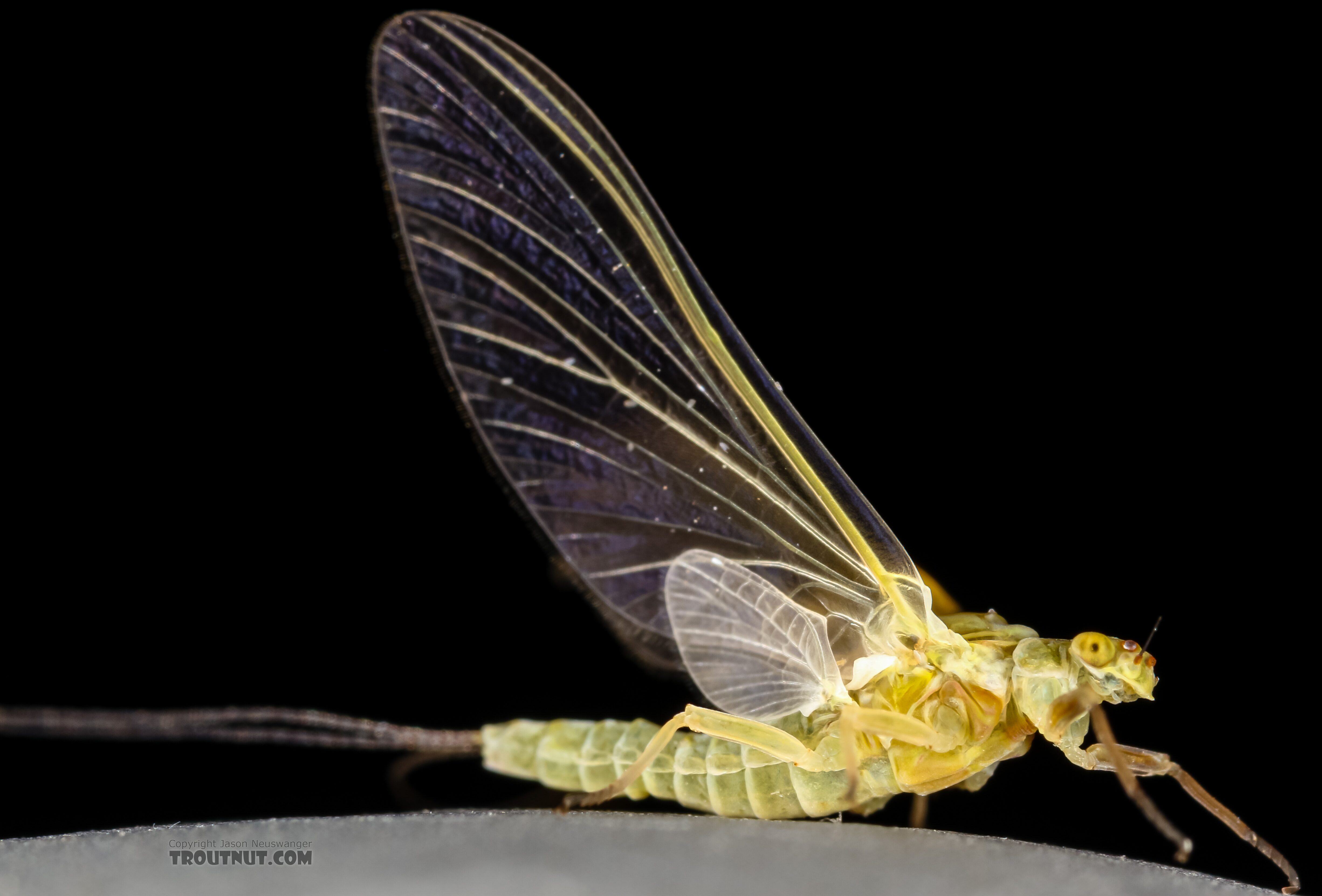 Female Ephemerella excrucians (Pale Morning Dun) Mayfly Dun from the Henry's Fork of the Snake River in Idaho