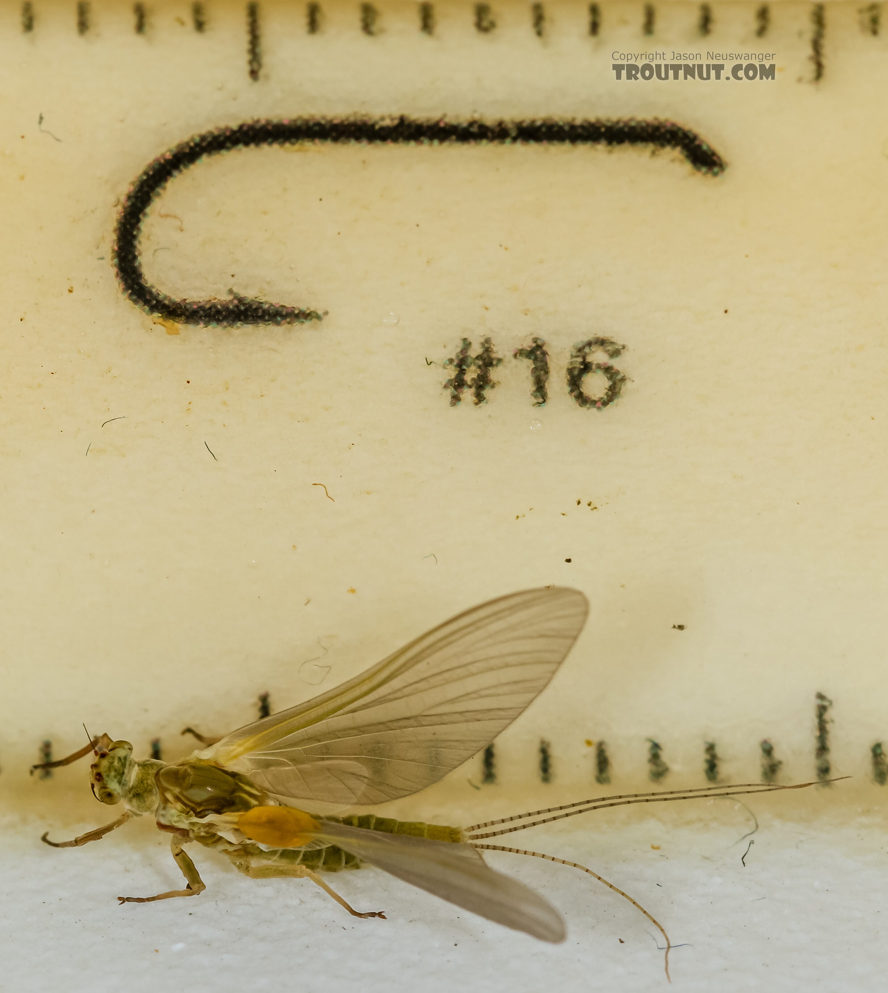 Female Ephemerella excrucians (Pale Morning Dun) Mayfly Dun from the Henry's Fork of the Snake River in Idaho