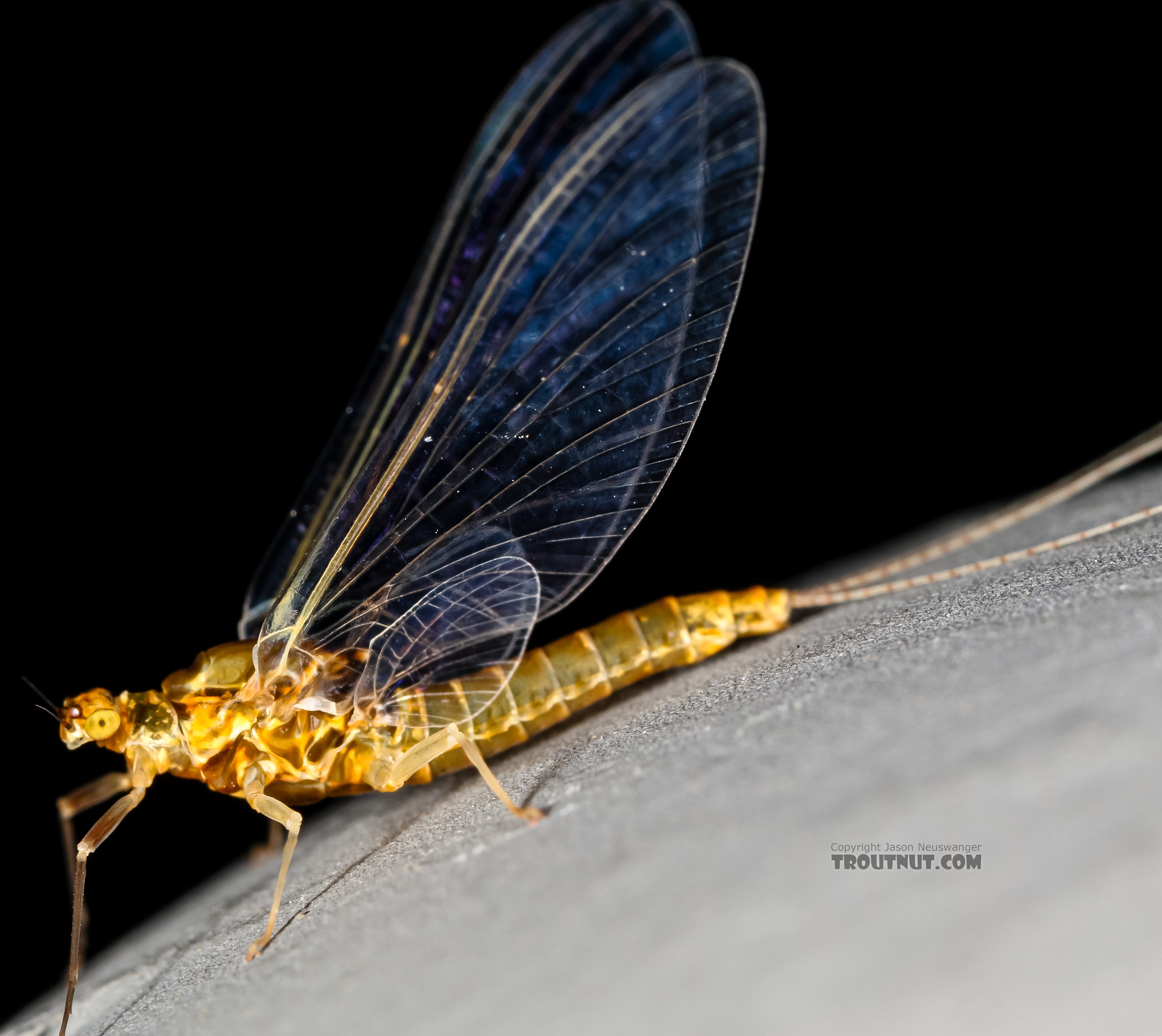 Female Ephemerella excrucians (Pale Morning Dun) Mayfly Spinner from the Henry's Fork of the Snake River in Idaho