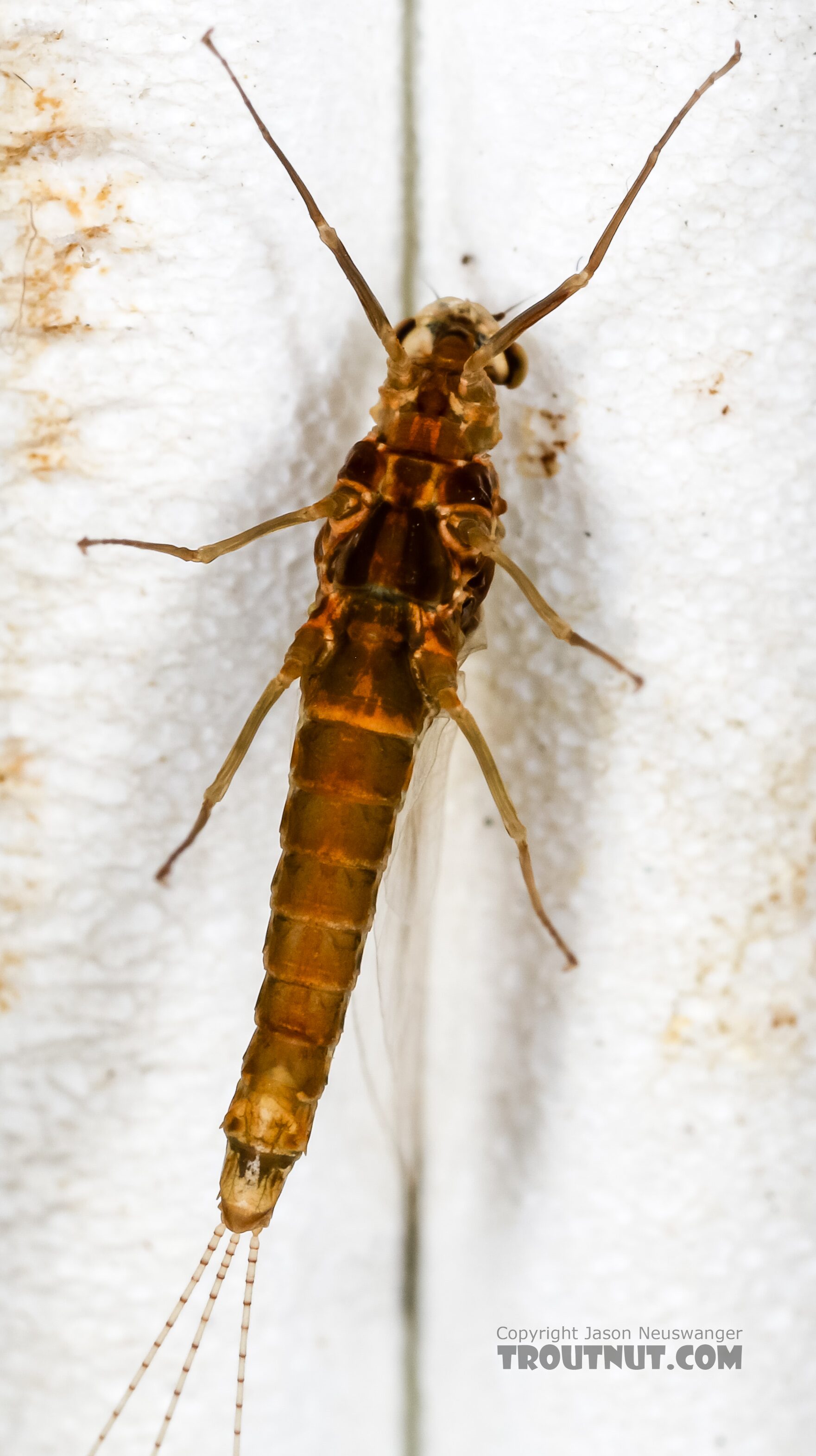 Female Ephemerella excrucians (Pale Morning Dun) Mayfly Spinner from the Henry's Fork of the Snake River in Idaho