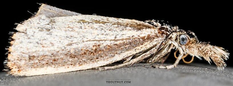 Lepidoptera (Moths) Moth Adult from the Henry's Fork of the Snake River in Idaho