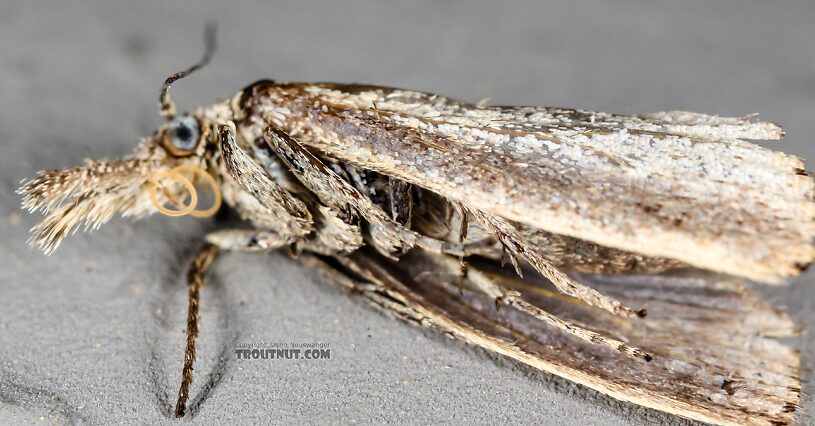 Lepidoptera (Moths) Moth Adult from the Henry's Fork of the Snake River in Idaho