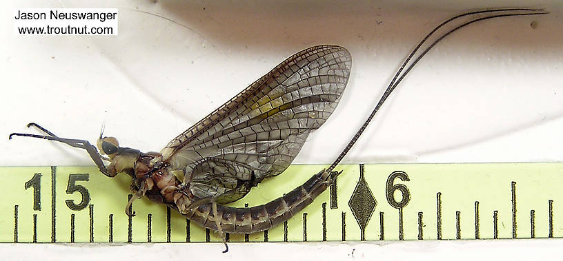 Male Hexagenia limbata (Hex) Mayfly Dun from unknown in Wisconsin