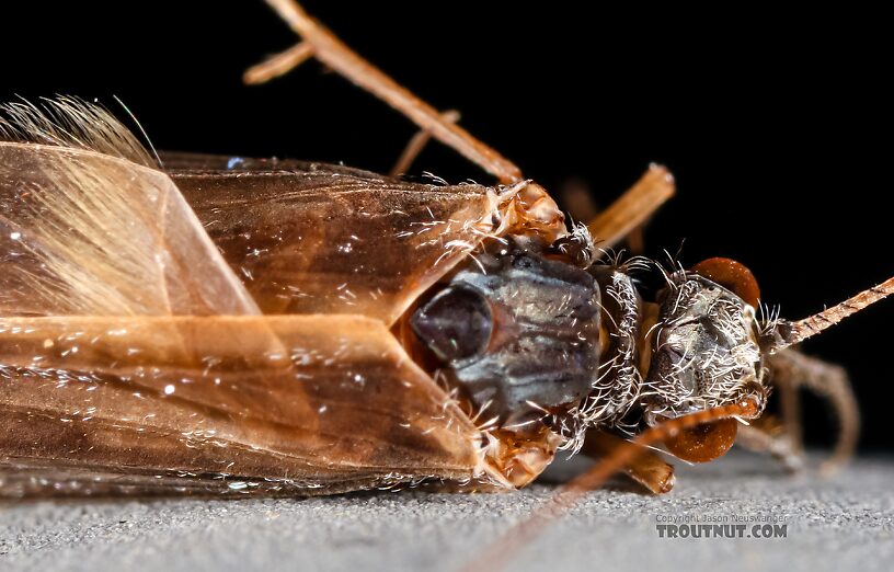 Female Hydropsyche (Spotted Sedges) Caddisfly Adult from the Henry's Fork of the Snake River in Idaho