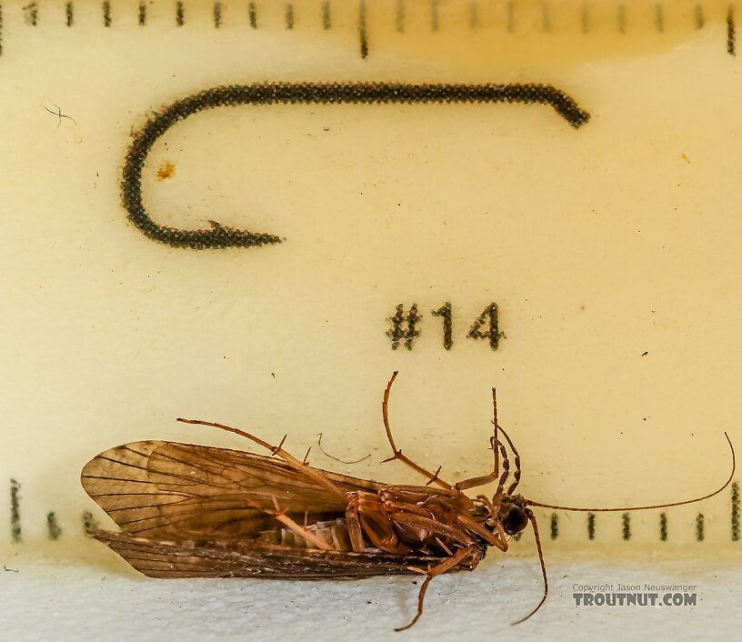 Female Hydropsyche (Spotted Sedges) Caddisfly Adult from the Henry's Fork of the Snake River in Idaho