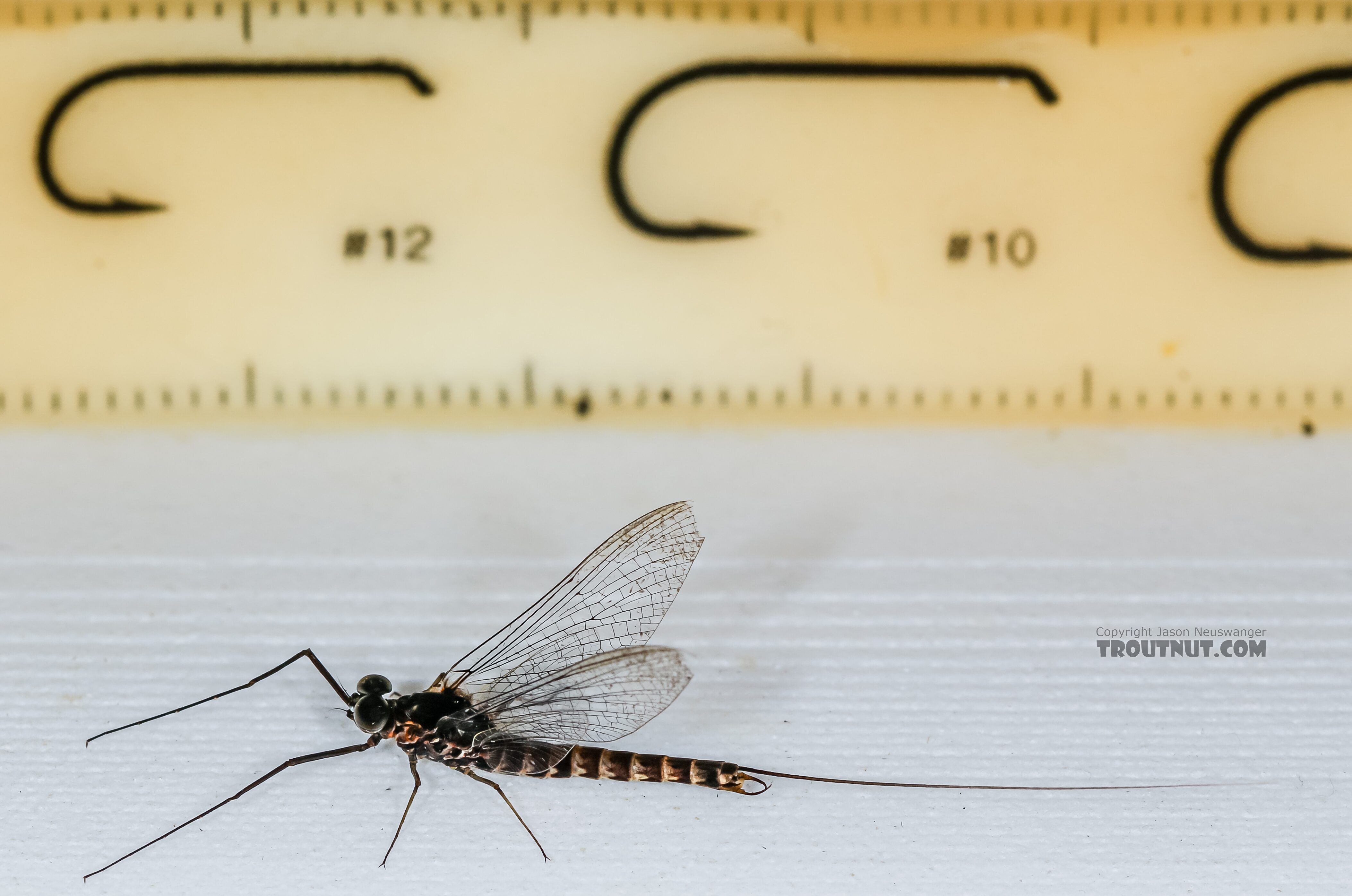 Male Siphlonurus occidentalis (Gray Drake) Mayfly Spinner from the Henry's Fork of the Snake River in Idaho