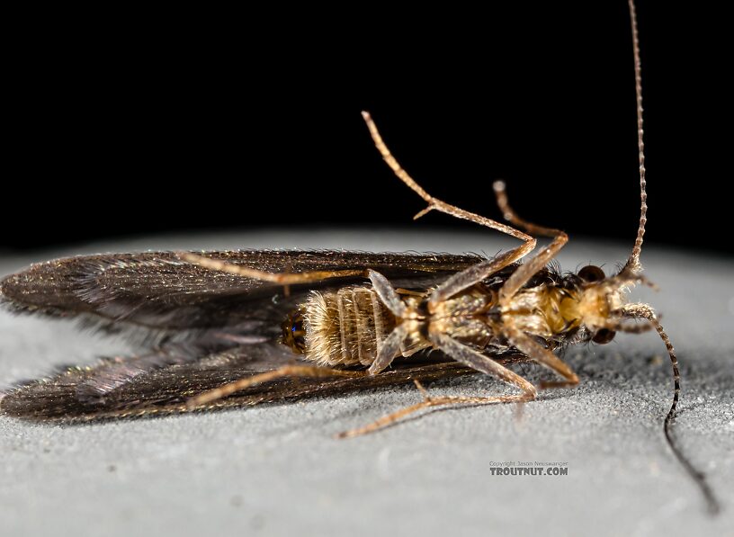 Helicopsyche borealis (Speckled Peter) Caddisfly Adult from the Henry's Fork of the Snake River in Idaho