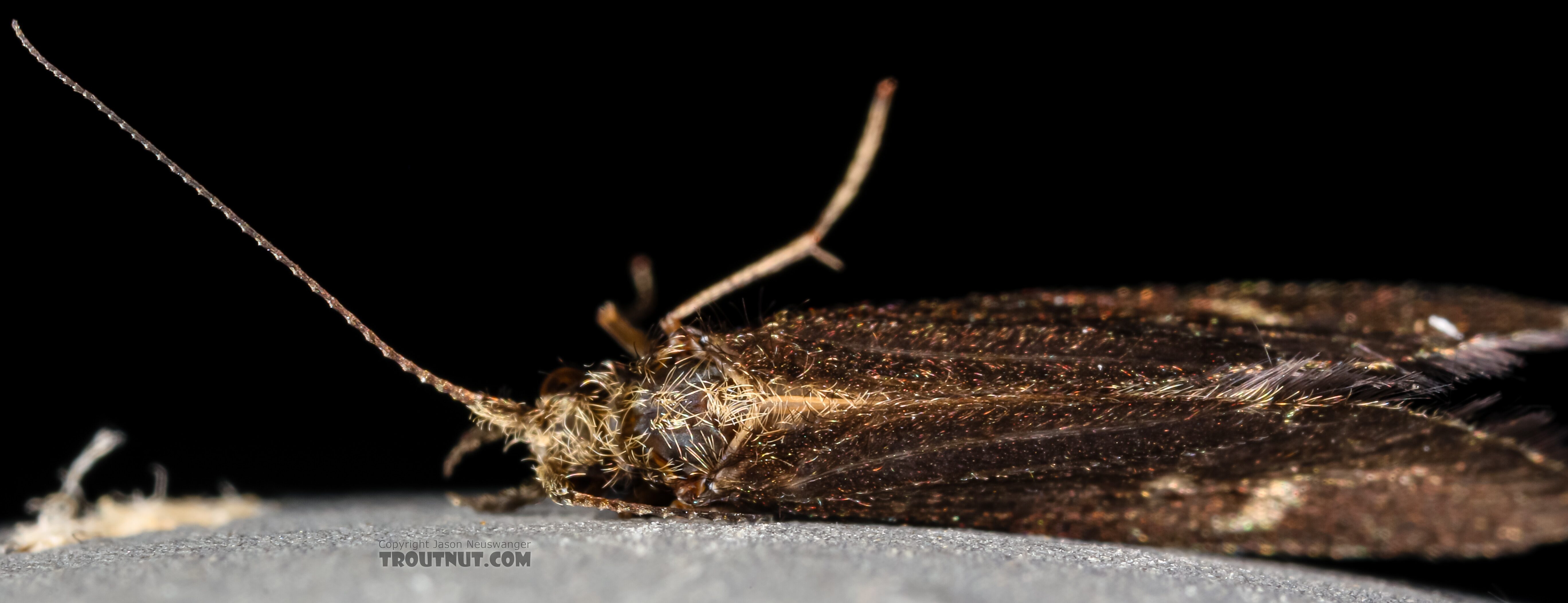 Helicopsyche borealis (Speckled Peter) Caddisfly Adult from the Henry's Fork of the Snake River in Idaho