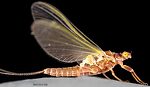 Female Ephemerellidae (Hendricksons, Sulphurs, PMDs, BWOs) Mayfly Dun