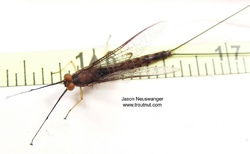 Male Hexagenia atrocaudata (Late Hex) Mayfly Spinner from the Namekagon River in Wisconsin