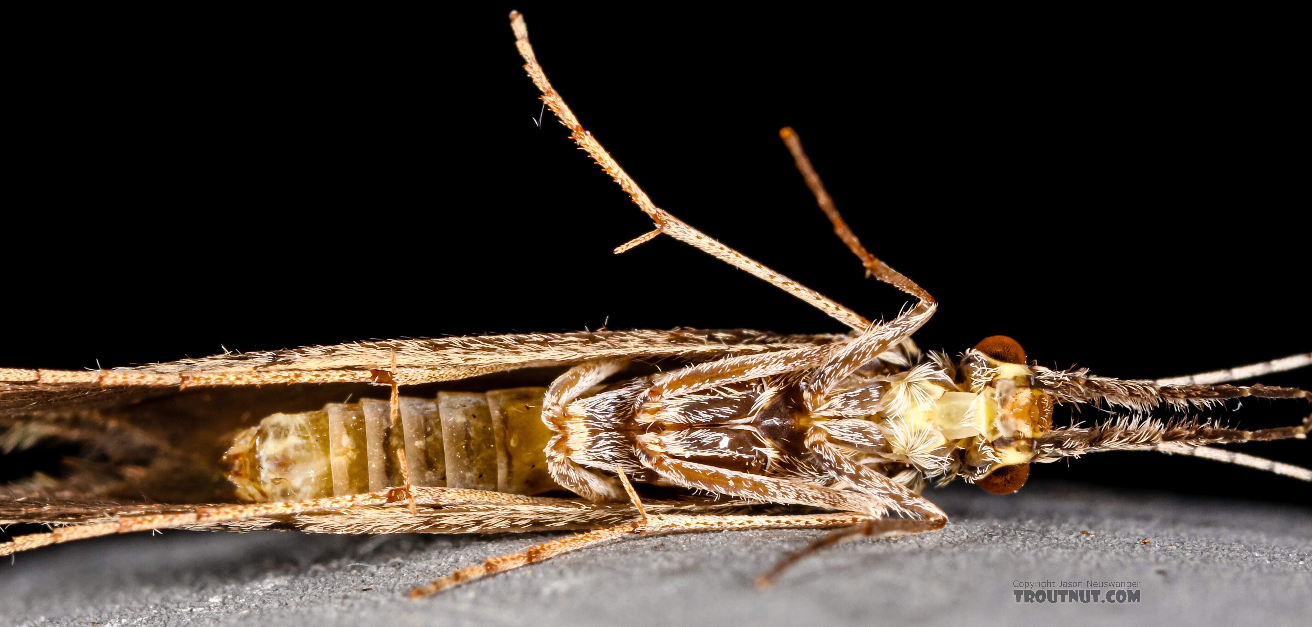 Leptoceridae Caddisfly Adult from the Henry's Fork of the Snake River in Idaho