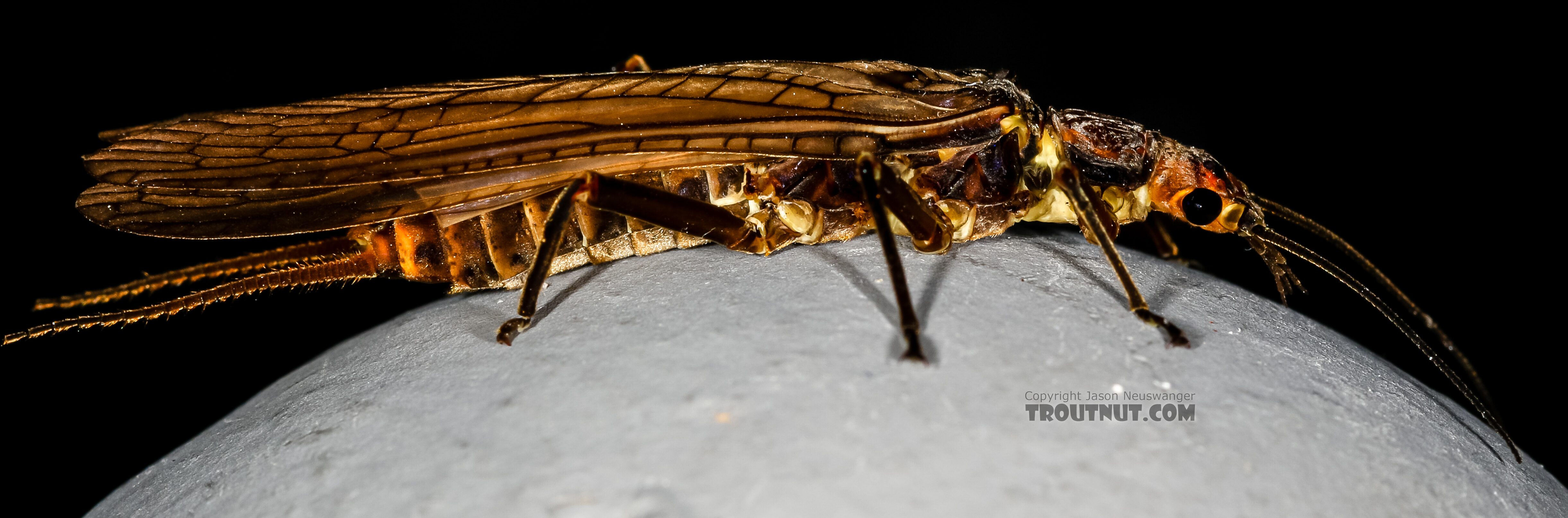 Female Hesperoperla pacifica (Golden Stone) Stonefly Adult from the Henry's Fork of the Snake River in Idaho
