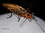 Female Hesperoperla pacifica (Golden Stone) Stonefly Adult