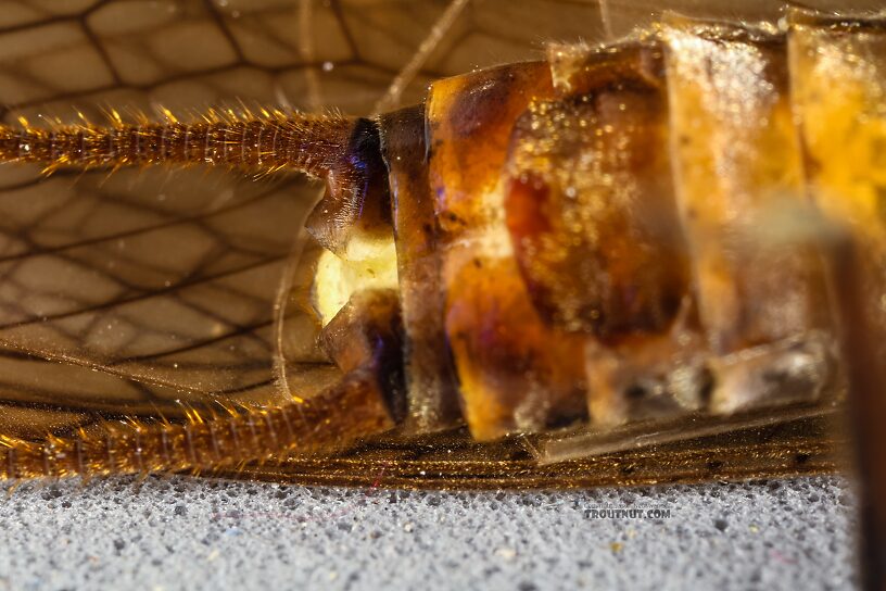 Female Hesperoperla pacifica (Golden Stone) Stonefly Adult from the Henry's Fork of the Snake River in Idaho