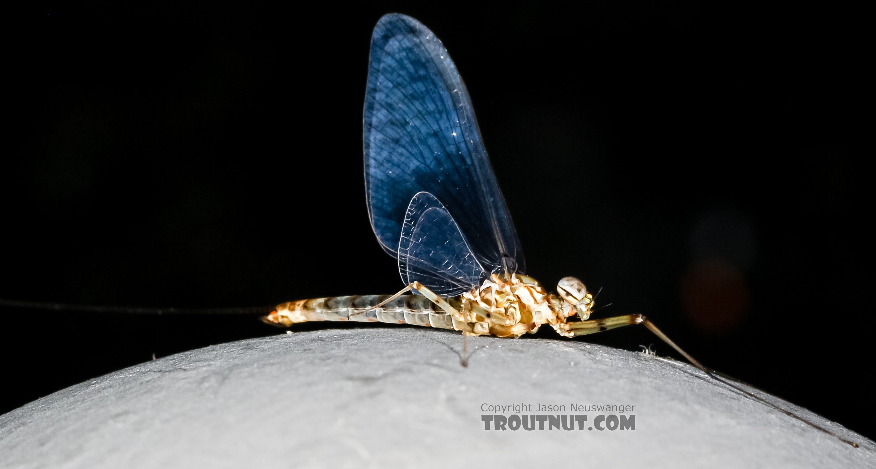 Male Epeorus albertae (Pink Lady) Mayfly Spinner from the Henry's Fork of the Snake River in Idaho