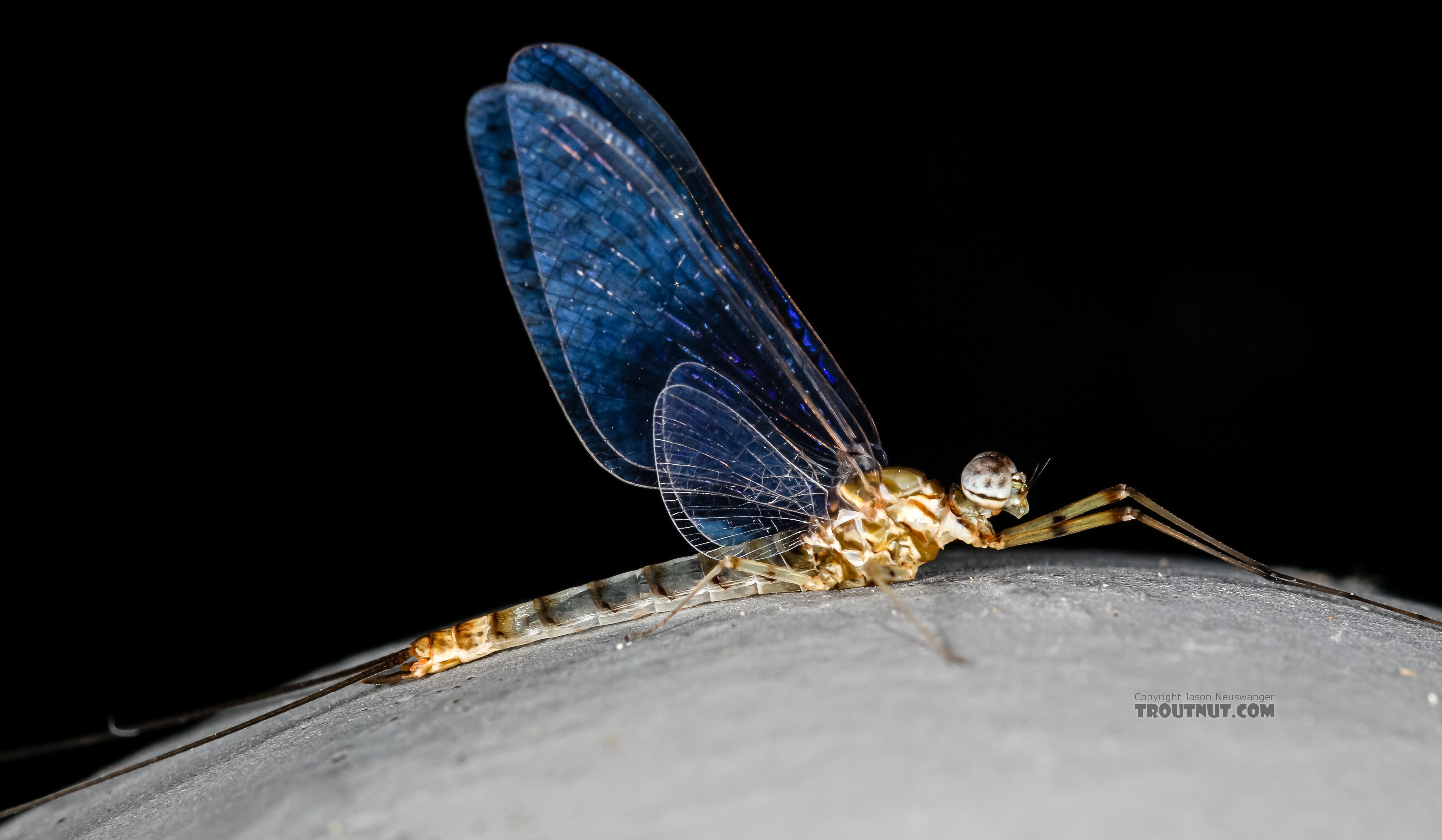 Male Epeorus albertae (Pink Lady) Mayfly Spinner from the Henry's Fork of the Snake River in Idaho