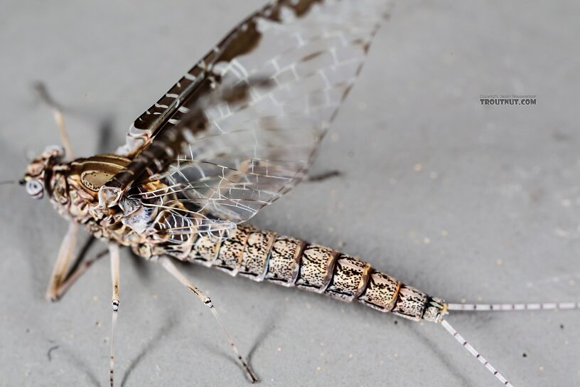 Female Callibaetis ferrugineus (Speckled Spinner) Mayfly Spinner from the Henry's Fork of the Snake River in Idaho