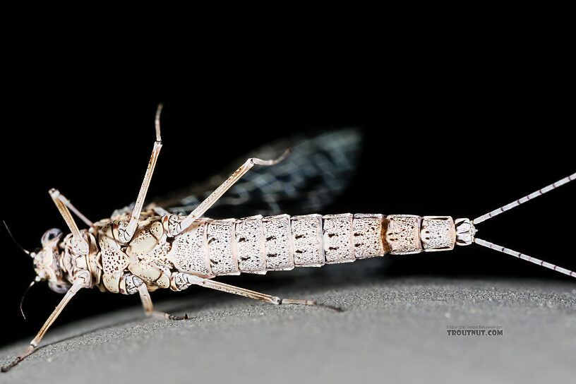Female Callibaetis ferrugineus (Speckled Spinner) Mayfly Spinner from the Henry's Fork of the Snake River in Idaho
