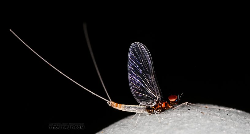 Male Acerpenna pygmaea (Tiny Blue-Winged Olive) Mayfly Spinner from the Henry's Fork of the Snake River in Idaho