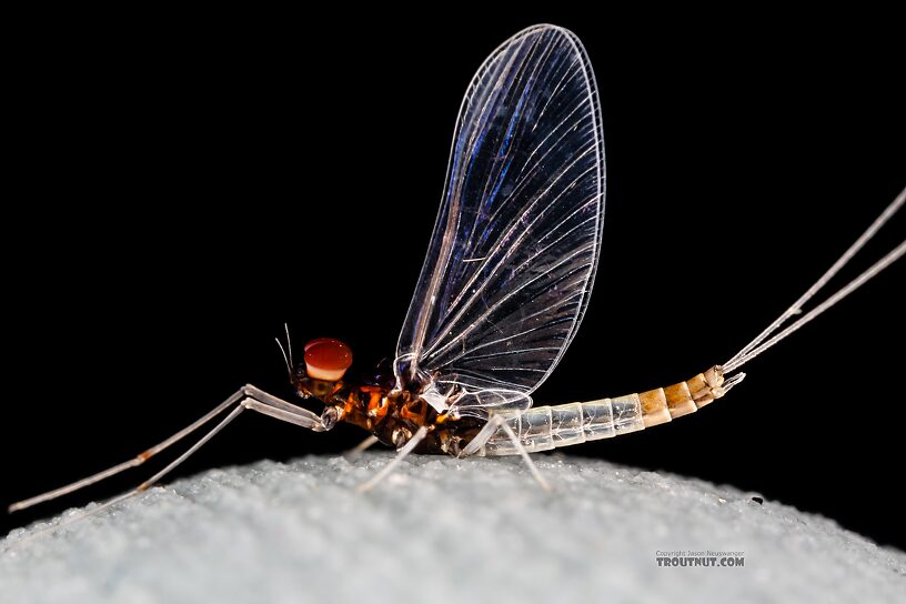 Male Acerpenna pygmaea (Tiny Blue-Winged Olive) Mayfly Spinner from the Henry's Fork of the Snake River in Idaho