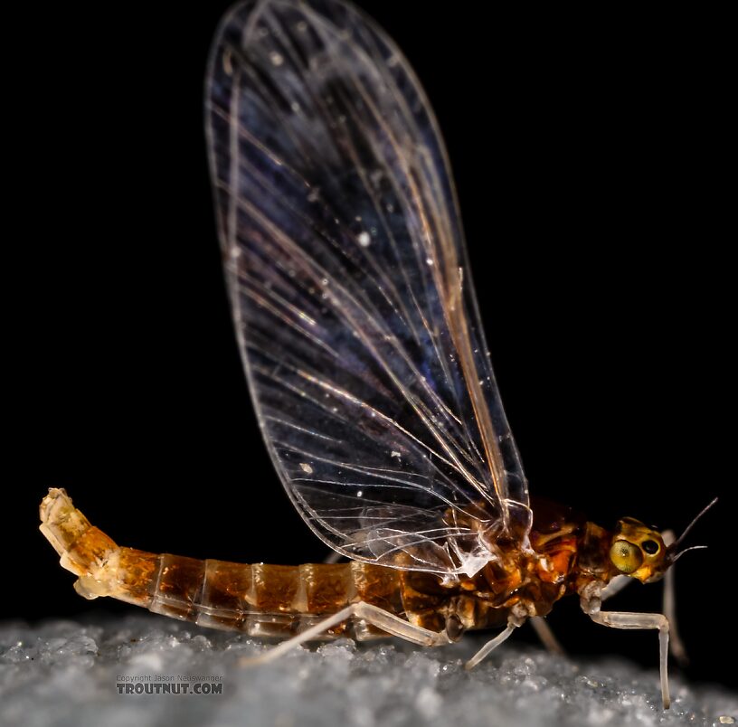 Female Acerpenna pygmaea (Tiny Blue-Winged Olive) Mayfly Spinner from the Henry's Fork of the Snake River in Idaho