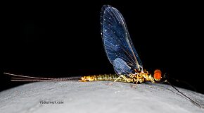 Male Ephemerella excrucians (Pale Morning Dun) Mayfly Spinner