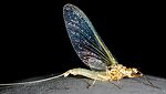 Female Ephemerella excrucians (Pale Morning Dun) Mayfly Spinner