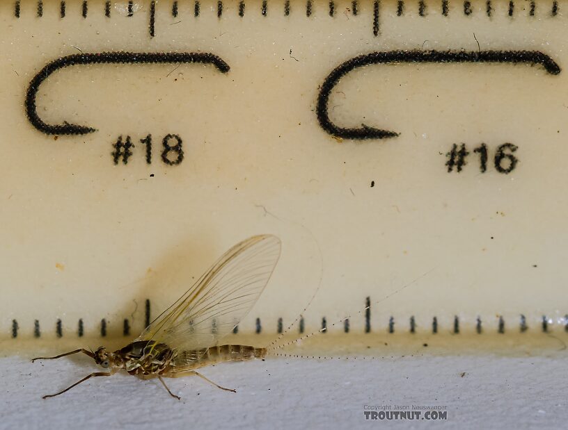 Female Ephemerella excrucians (Pale Morning Dun) Mayfly Spinner from Red Rock Creek in Idaho