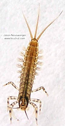 Isonychia (Slate Drakes) Mayfly Nymph from the Namekagon River in Wisconsin
