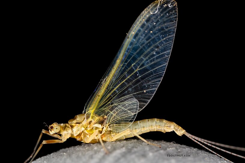 Female Ephemerella excrucians (Pale Morning Dun) Mayfly Spinner from Red Rock Creek in Idaho