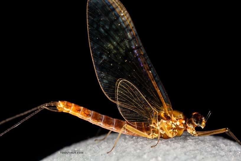 Male Cinygmula reticulata (Western Ginger Quill) Mayfly Spinner from Mystery Creek #237 in Montana