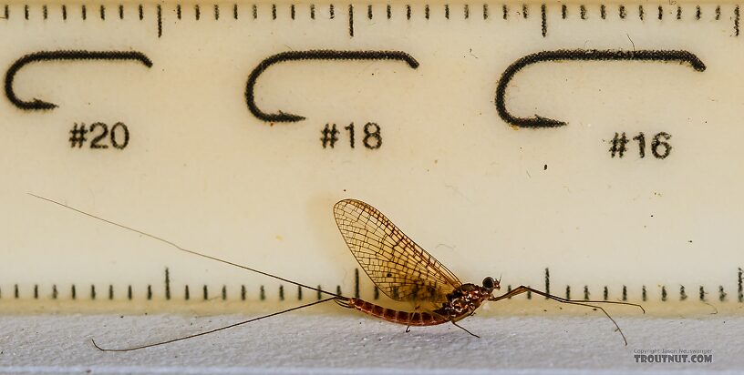Male Cinygmula reticulata (Western Ginger Quill) Mayfly Spinner from Mystery Creek #237 in Montana