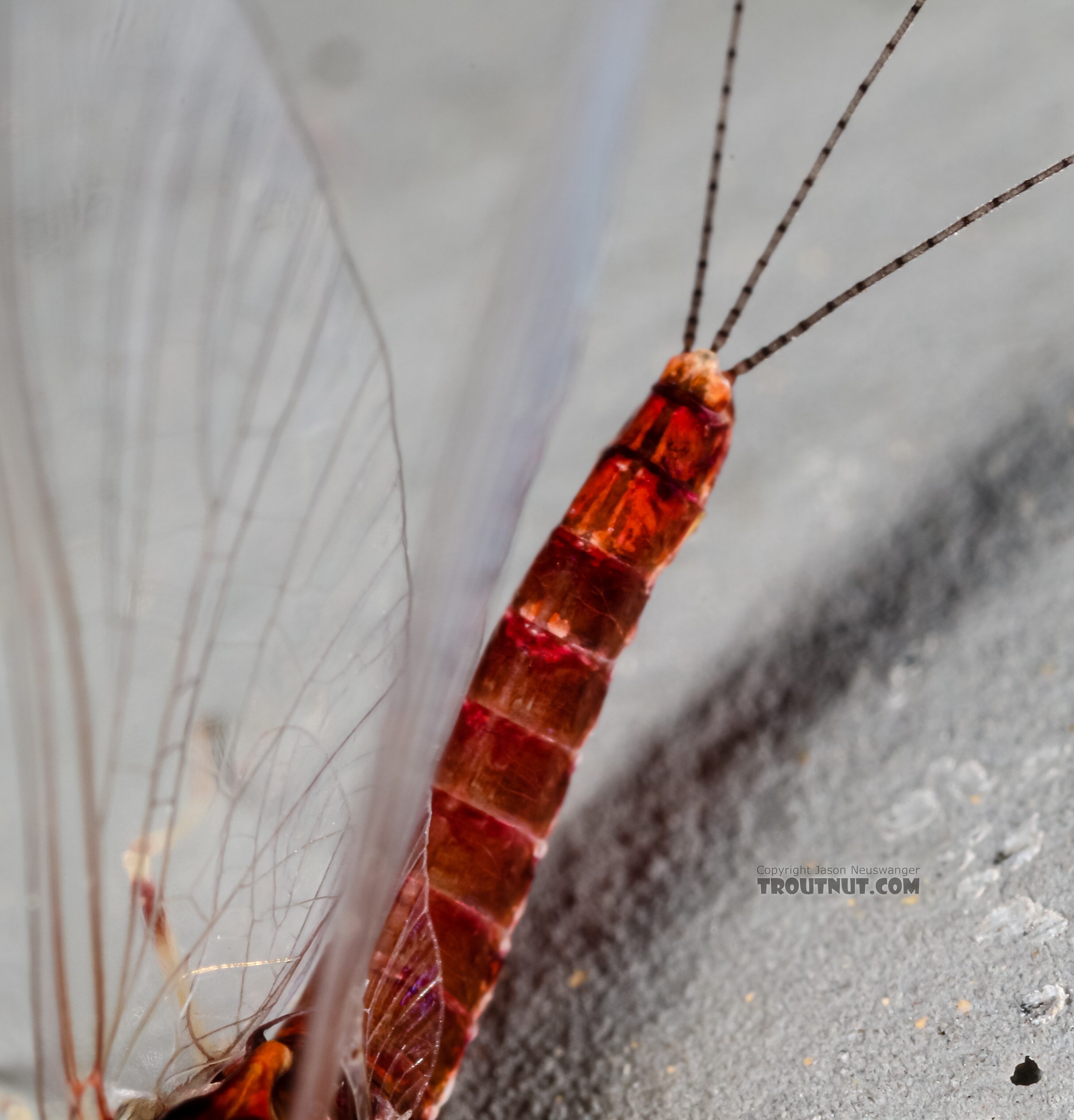 Female Ephemerellidae (Hendricksons, Sulphurs, PMDs, BWOs) Mayfly Spinner from Mystery Creek #237 in Montana
