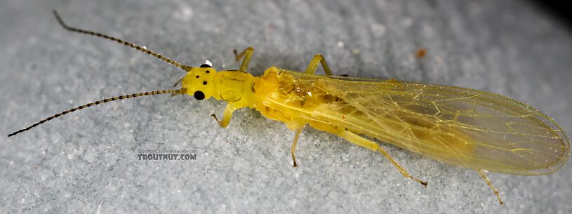 Female Suwallia pallidula (Sallfly) Stonefly Adult from Mystery Creek #237 in Montana