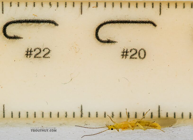 Female Suwallia pallidula (Sallfly) Stonefly Adult from Mystery Creek #237 in Montana