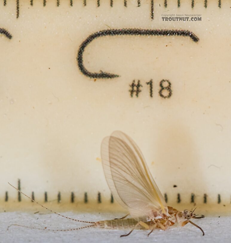 Female Ephemerella excrucians (Pale Morning Dun) Mayfly Dun from the Big Lost River in Idaho