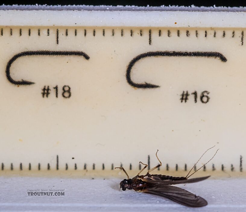 Female Ephemerella tibialis (Little Western Dark Hendrickson) Mayfly Dun from the East Fork Big Lost River in Idaho