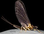 Female Ephemerella tibialis (Little Western Dark Hendrickson) Mayfly Dun