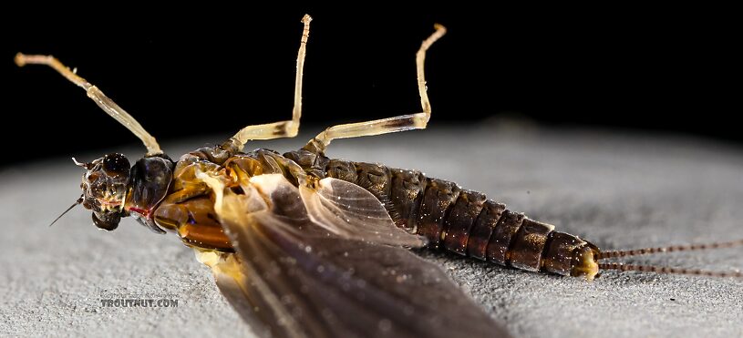 Female Ephemerella tibialis (Little Western Dark Hendrickson) Mayfly Dun from the East Fork Big Lost River in Idaho