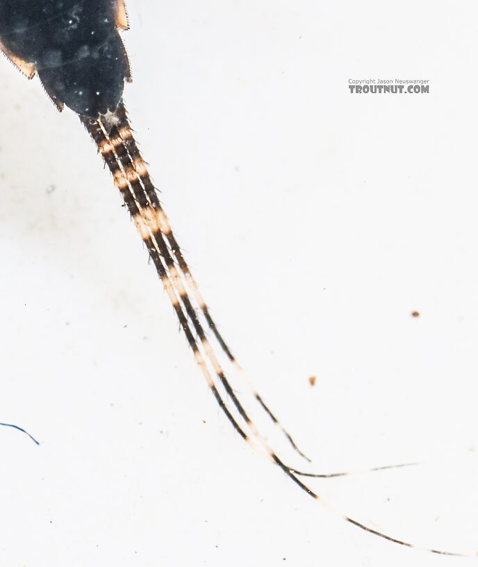 Ephemerella tibialis (Little Western Dark Hendrickson) Mayfly Nymph from the East Fork Big Lost River in Idaho