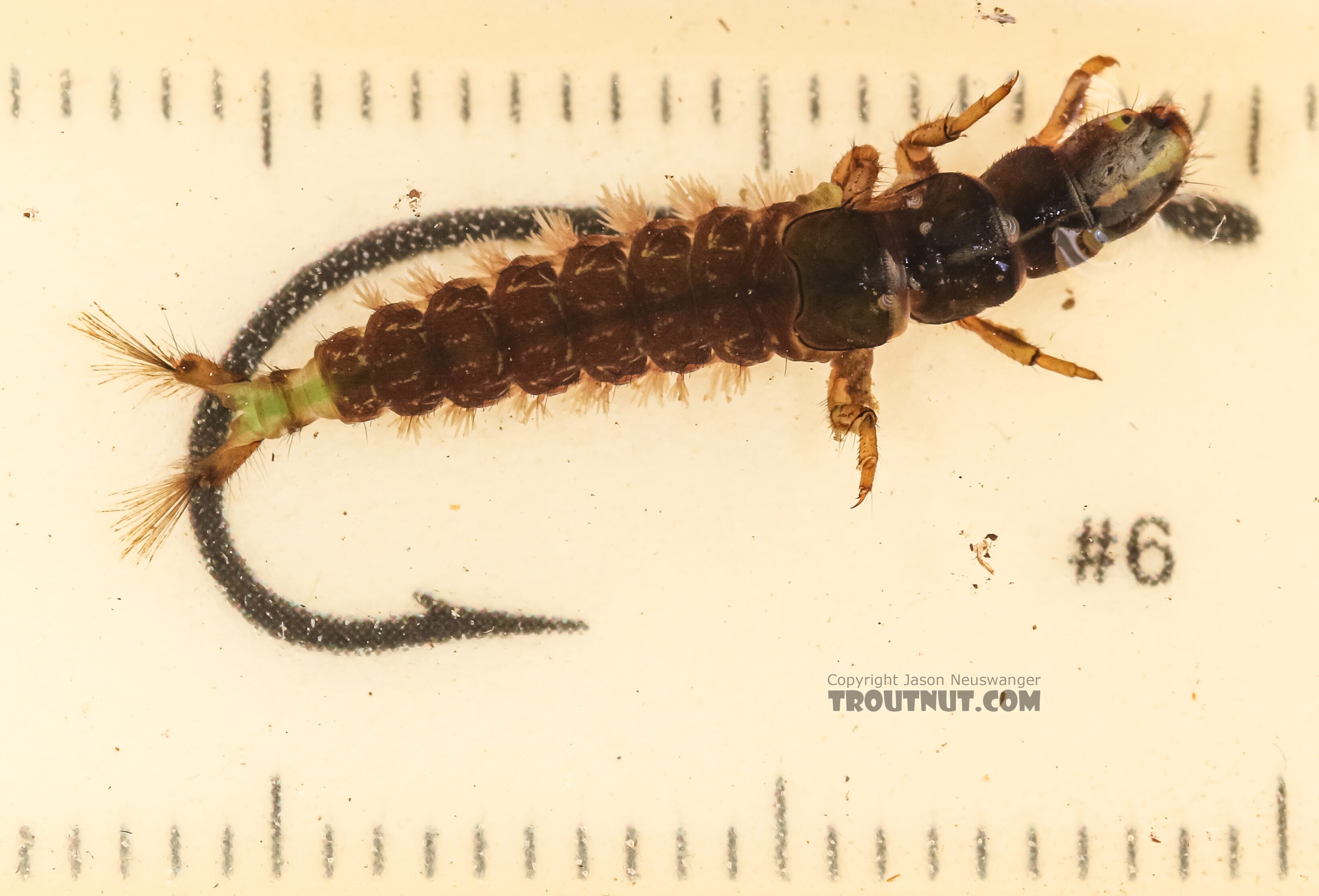Arctopsyche grandis (Great Gray Spotted Sedge) Caddisfly Larva from the East Fork Big Lost River in Idaho