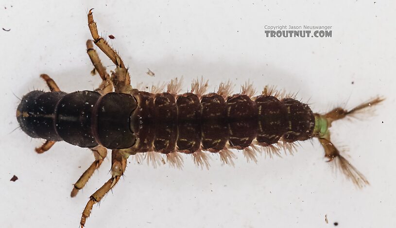 Arctopsyche grandis (Great Gray Spotted Sedge) Caddisfly Larva from the East Fork Big Lost River in Idaho