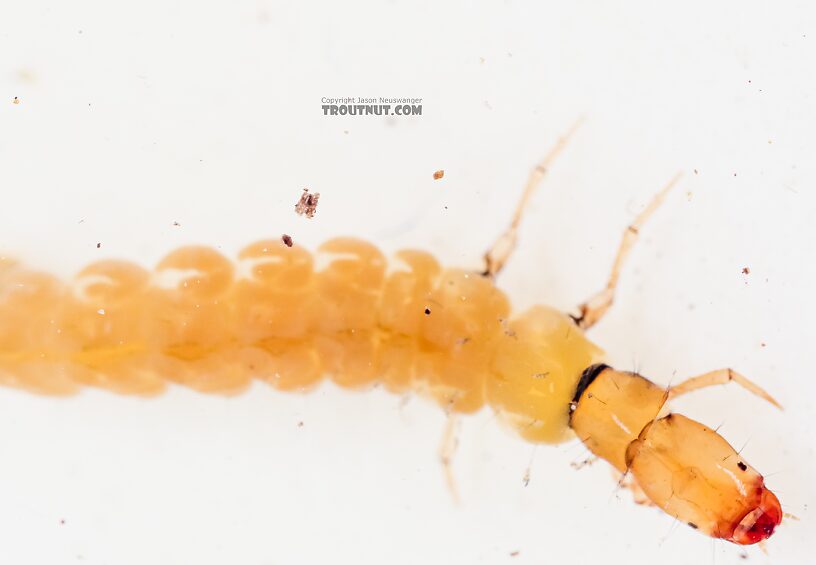 Dolophilodes (Medium Evening Sedges) Caddisfly Larva from the East Fork Big Lost River in Idaho