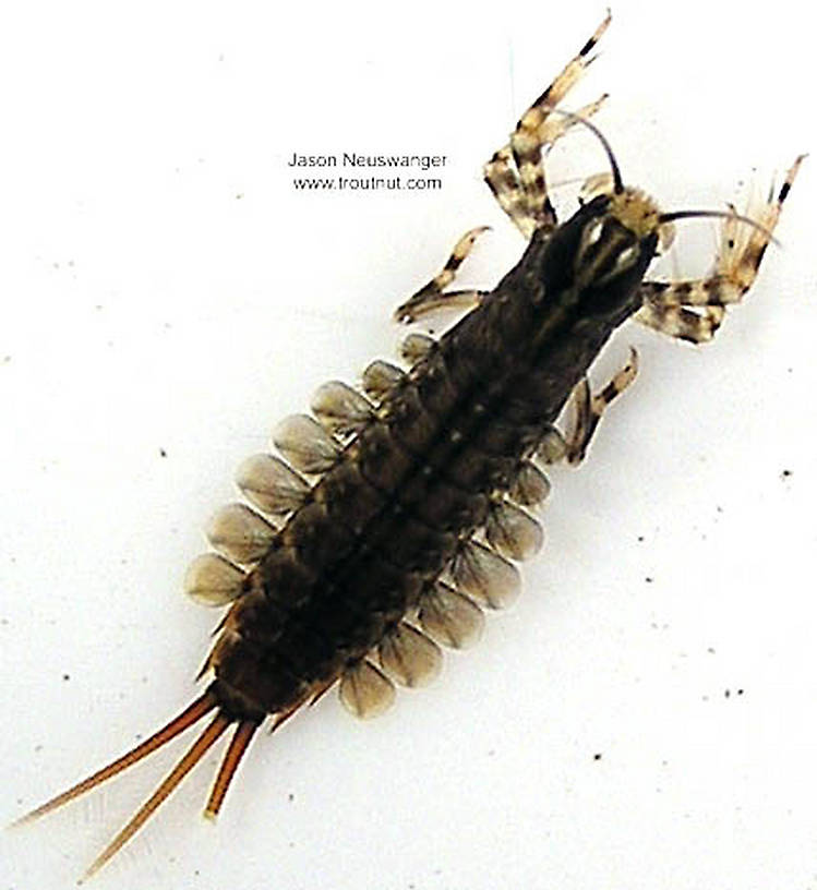 Isonychia bicolor (Mahogany Dun) Mayfly Nymph from the Namekagon River in Wisconsin