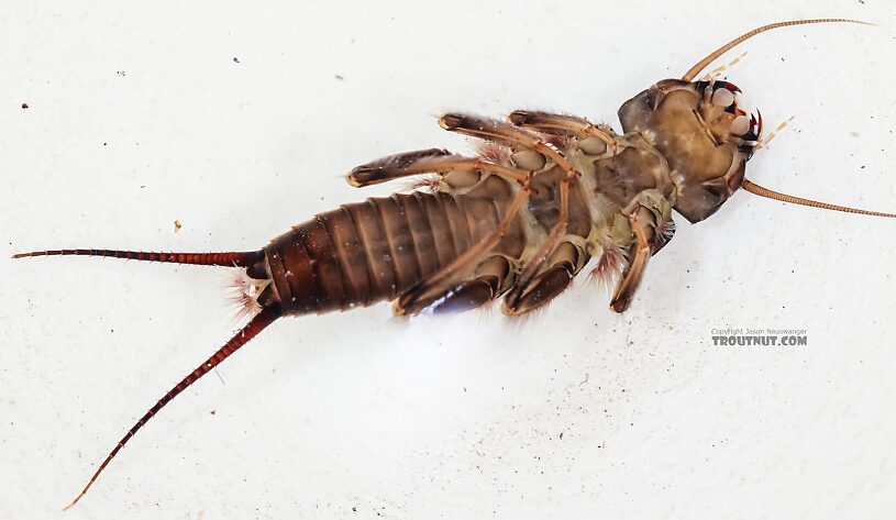 I had to wait until after this one died in the preservative (alcohol) before I could get a wetted ventral view, because it was too squirmy otherwise.  Hesperoperla pacifica (Golden Stone) Stonefly Nymph from the East Fork Big Lost River in Idaho