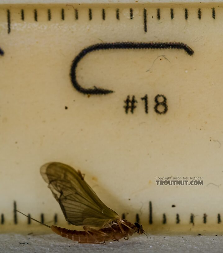 Female Cinygmula ramaleyi (Small Western Gordon Quill) Mayfly Dun from Star Hope Creek in Idaho