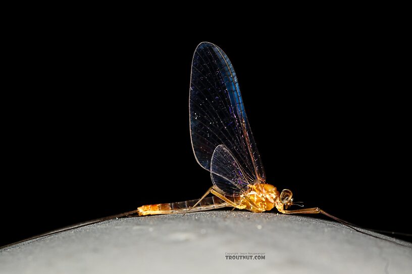 Male Cinygmula ramaleyi (Small Western Gordon Quill) Mayfly Spinner from Star Hope Creek in Idaho